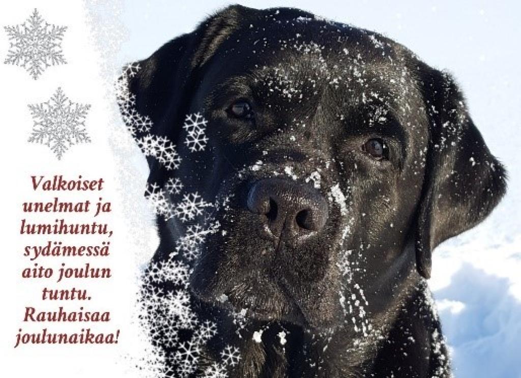 Juvan Kennelkerhon labradorinnoutaja toivottaa hyvää joulua kaikille!